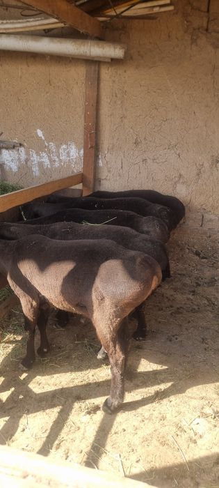 Qochqorlar sotiladi  10 dona