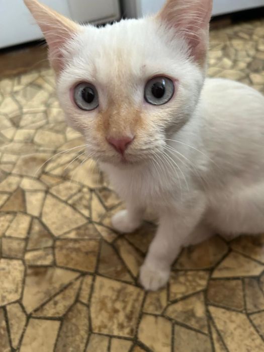 Котенок голубоглазый