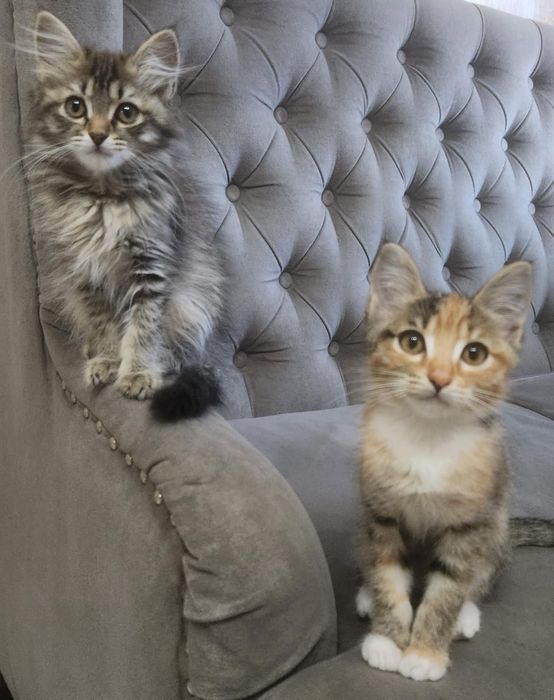отдам котят в добрые руки