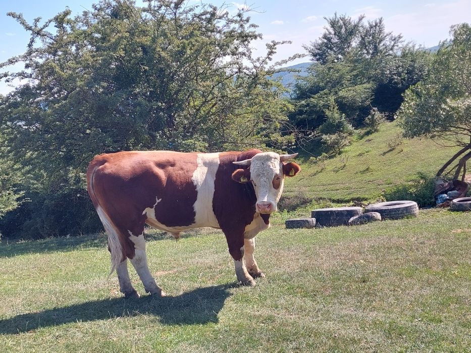 Vând taur de bivol și unu de vaca