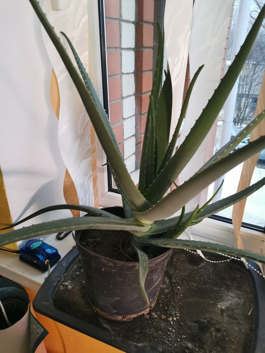 Цветок Алоэ вера