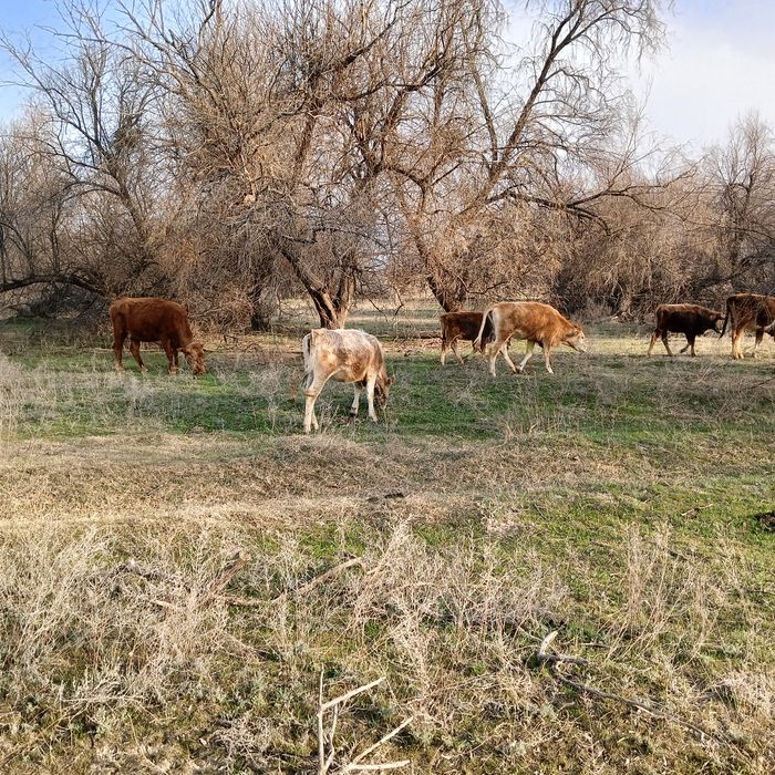 Сиыр корова тана