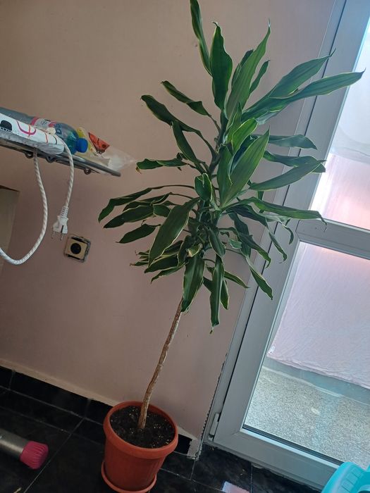 Стайни цветя -драцени и още