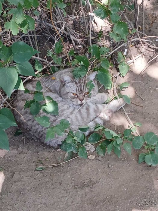 Кот ищет хозяина и дом