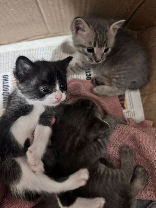 Кошка с котятами