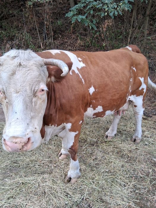Vând vaca pentru sacrificat