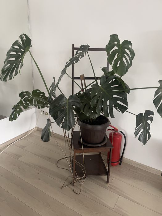 Monstera deliciosa mare