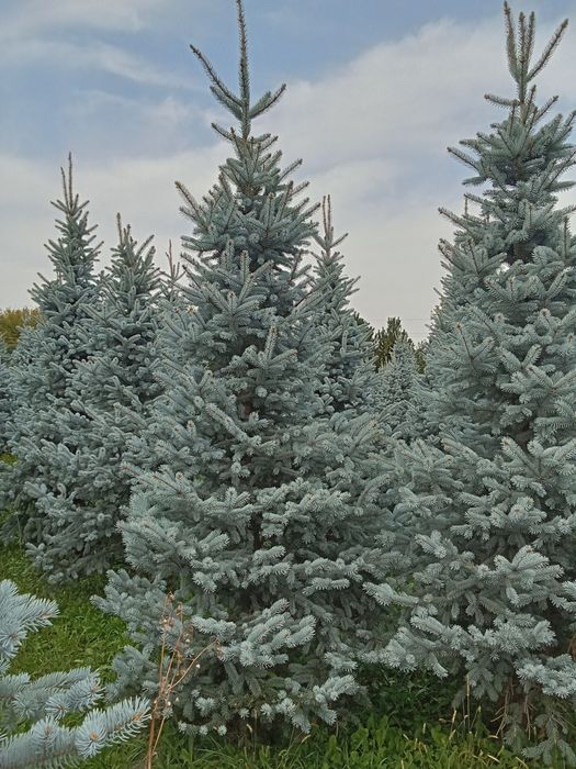 Голубые ёлки крупномеры