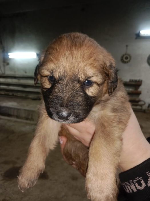 Бесплатно  щенки