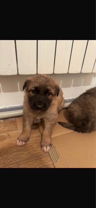 Отдам щенков , мама немецкая овчарка