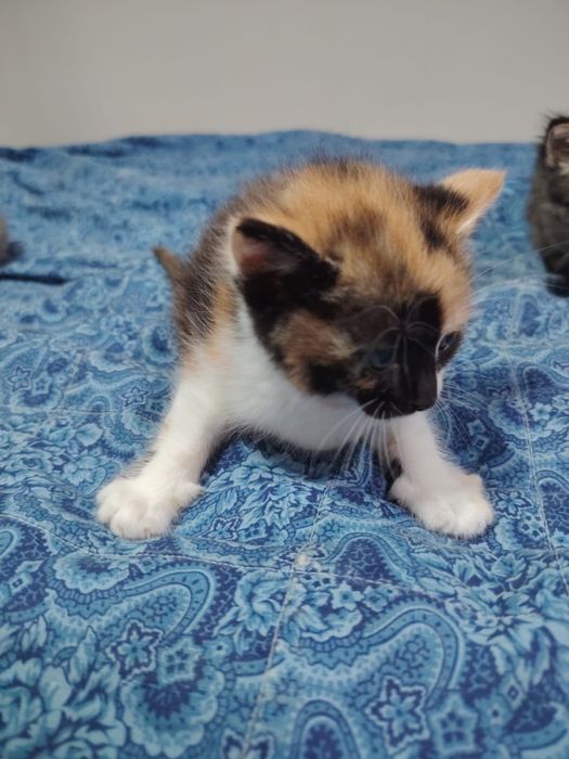 Отдам котят 1,5 месяца