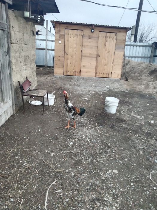 Дакан қораз сатамын