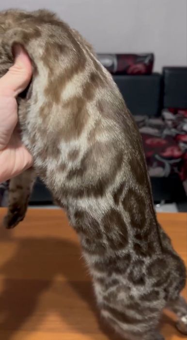 Клубная бенгальская кошка!