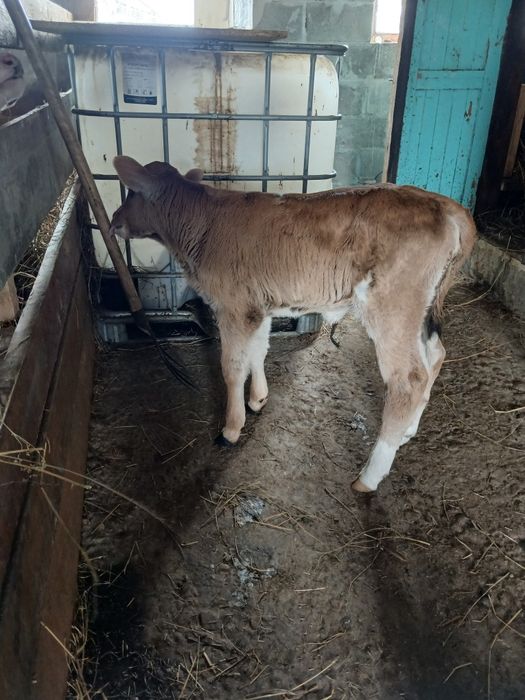 Продам телёнка тёлечка