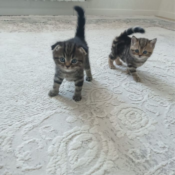 Шотландские вислоухие котята