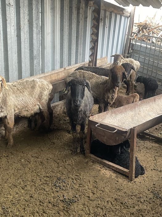 Козылы койлар бараны