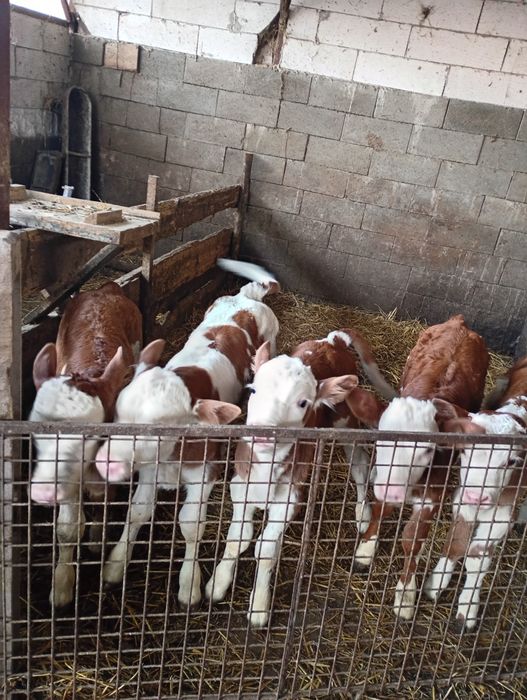 Vând 5 vitei 3 tăurași și 2 vitele