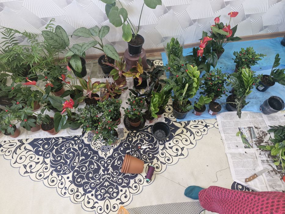 Домашие цветы из