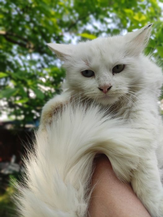 Отдам даром кошку