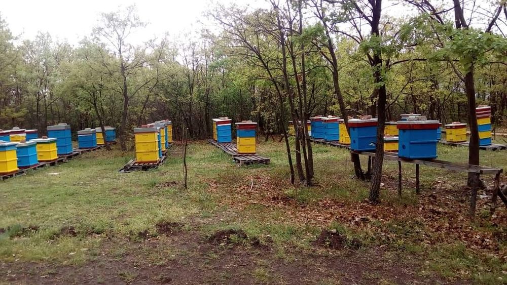 Био пчелен мед от производител