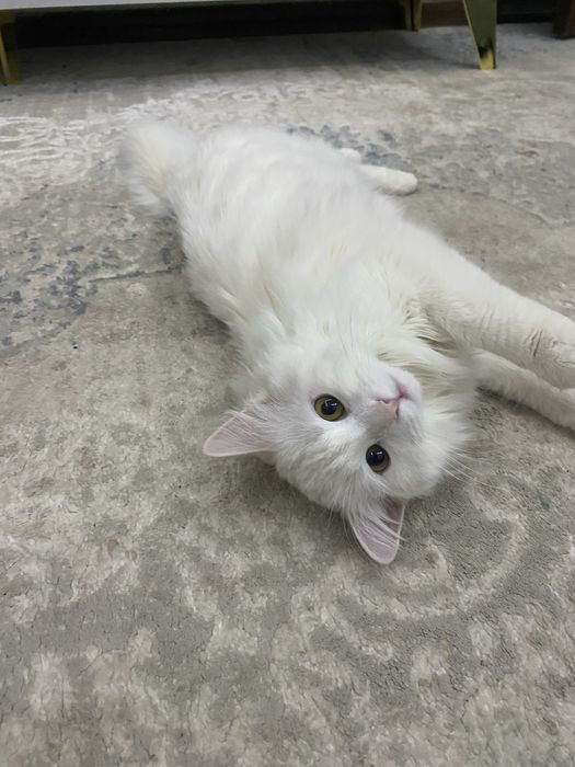 Кошечка белого окраса
