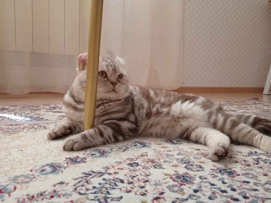 Шотландские котята!