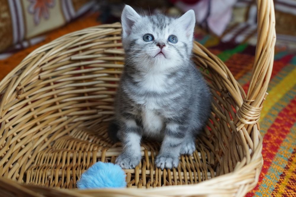 Шотландские котята