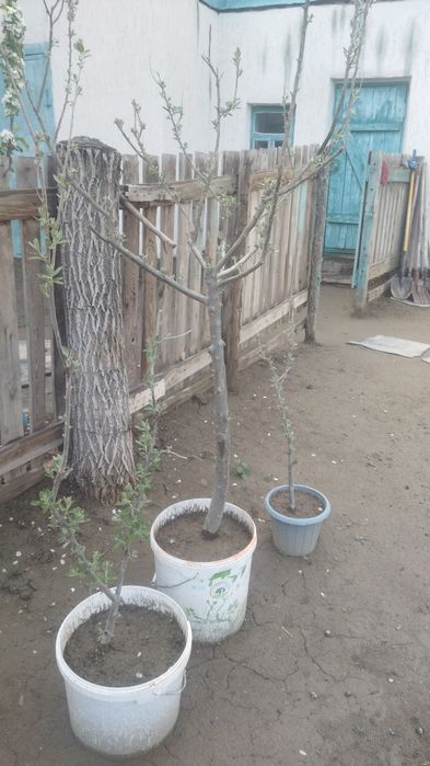 Жиде кошет Букарски жиде.1-2-3-жылдык.1-2-3-жылдык.