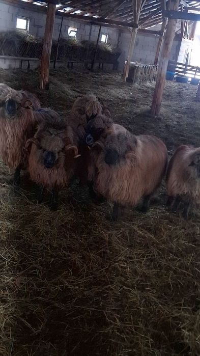 Vând berbeci bucalai