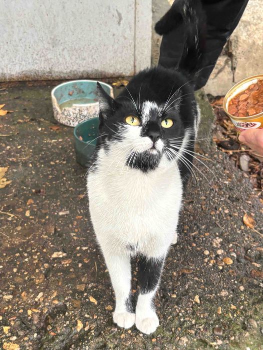 Подарявам 2 котета - майка и син