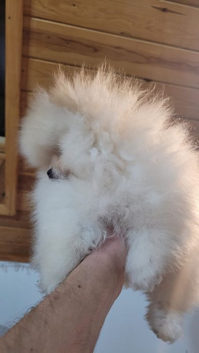 Pomeranian fetiță vis