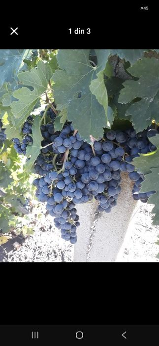 Struguri Merlot Noir