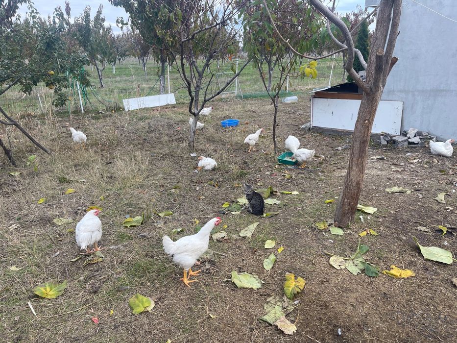 Продавам кокошки бройлери