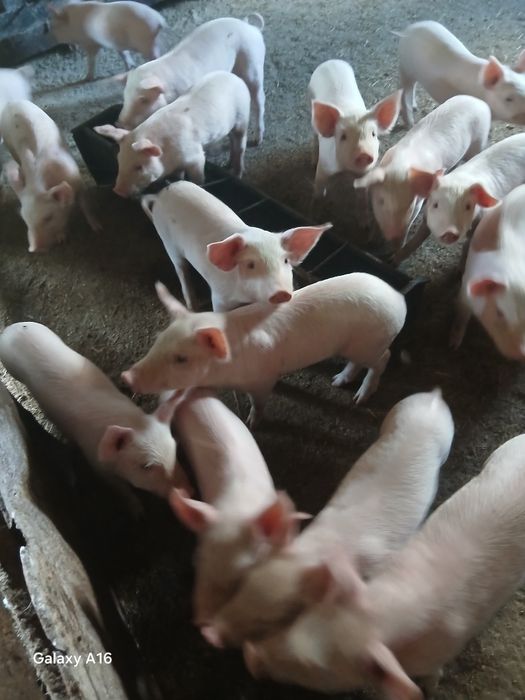 Продам поросят 1 месяц