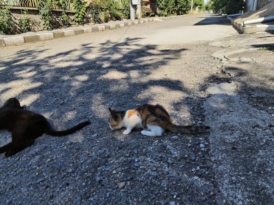 Подарявам котенце
