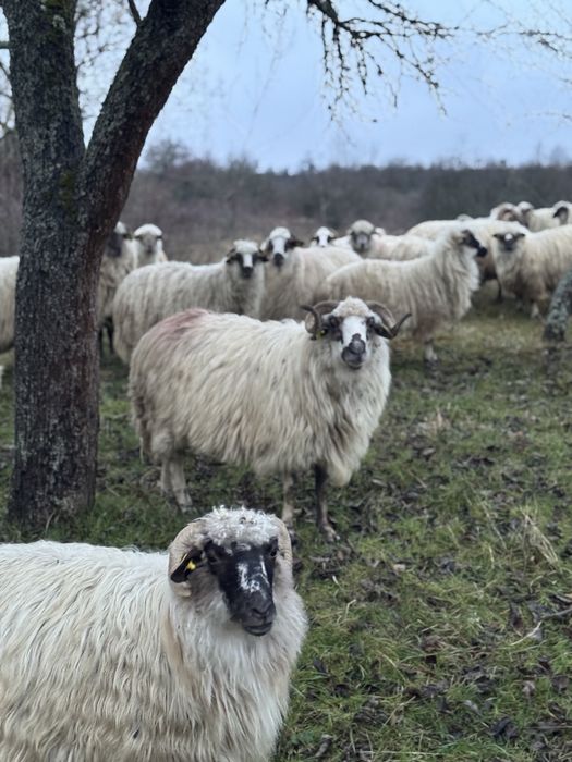 Vand berbeci  10 bucati oachesi si bucalai