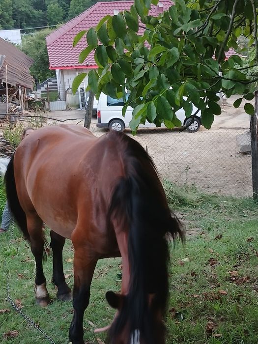 Vând iapă învățată la ham