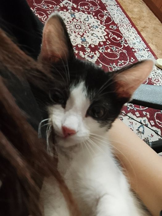 отдам с всеми вещами.