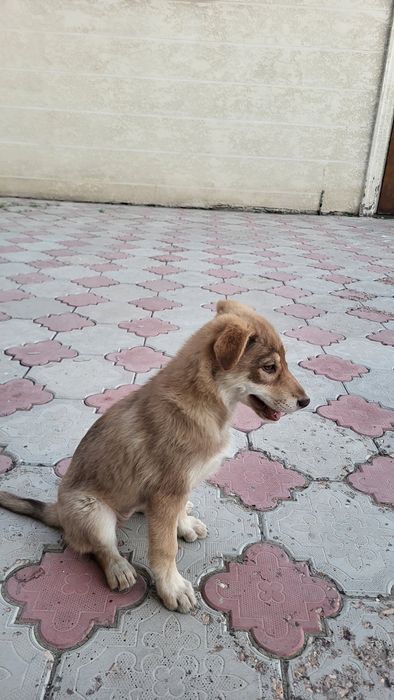 Отдам щенка в хорошие руки
