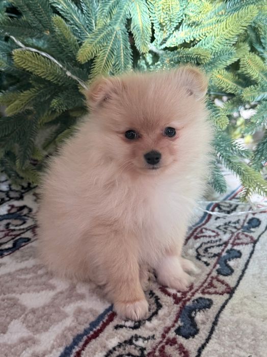 Продаются щенки малого немецкого шпица