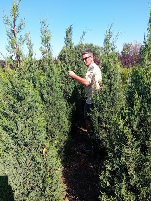 Chiparos leylandi plantație, pepinieră