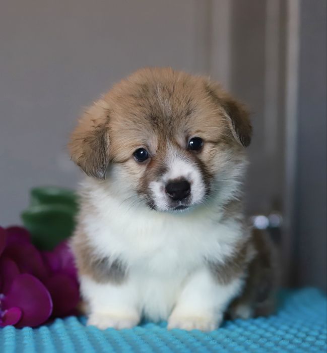 Щенки вельш-корги пемброк