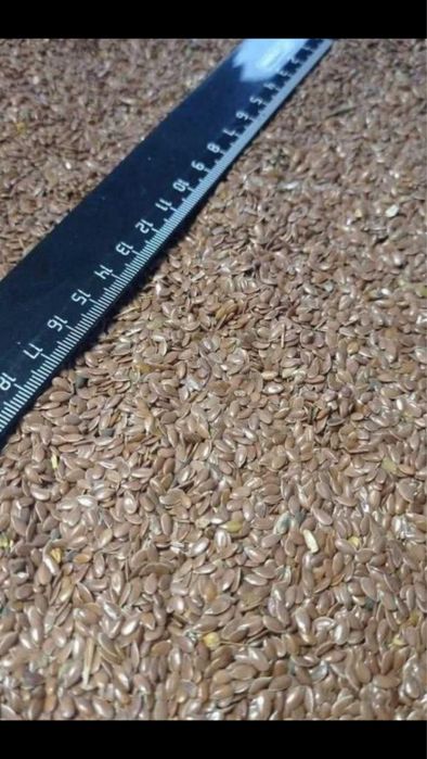 Продам  лён сафлор г.Костанай