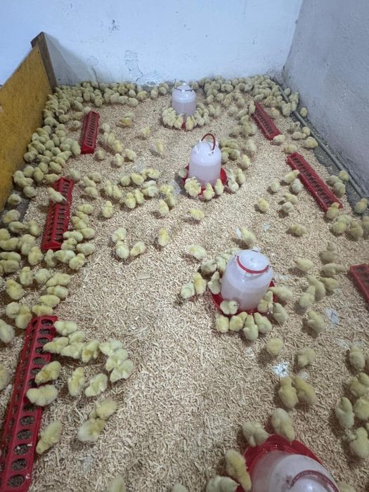 Бройлерый суточные ,подрощые