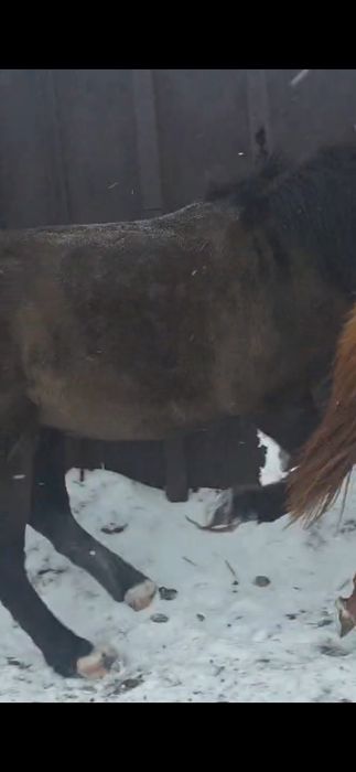 2022ж полутяж дөнен сатылады