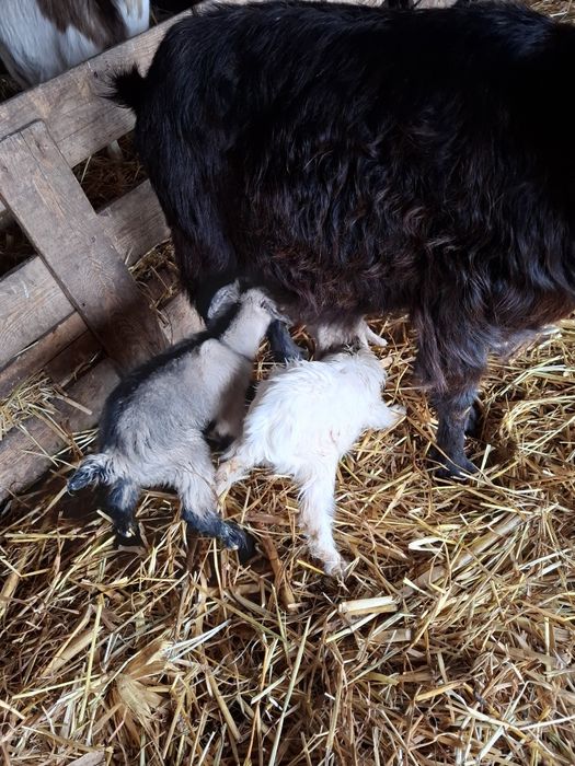 Iezi sugari,pentru biberon