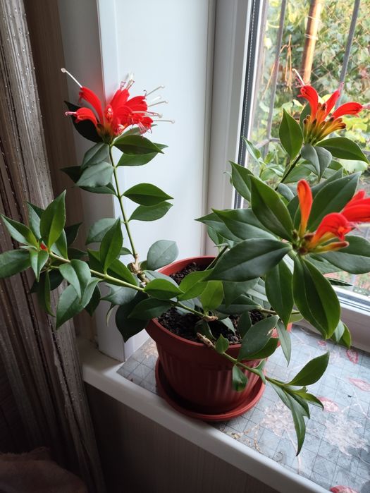 Эсхинантус- поцелуйчик.