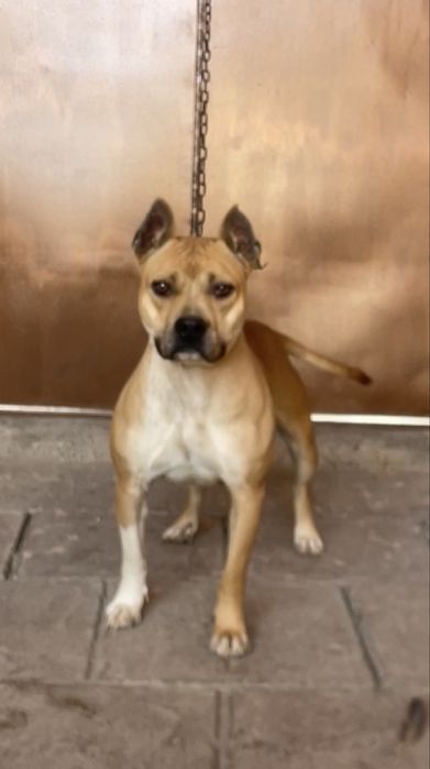 Pitbul sotiladi srochna qiz bola toza uyin qaroq kuchuk