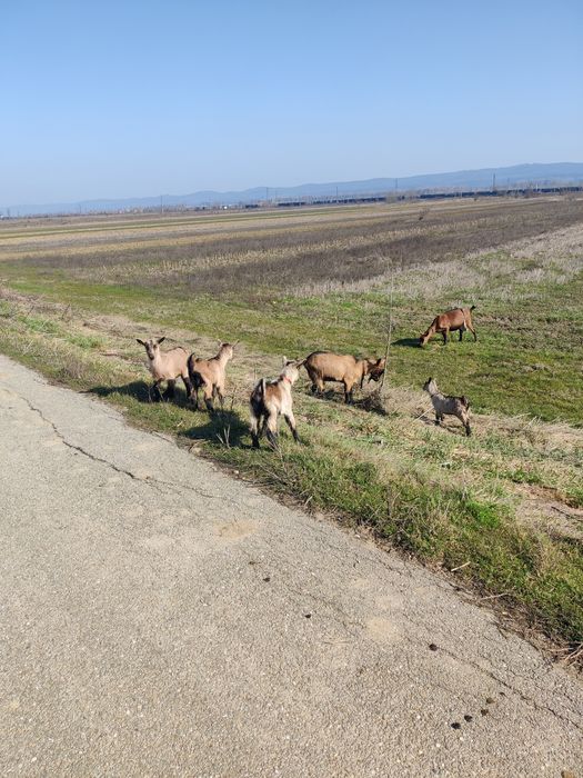 Iezi alpina franceza