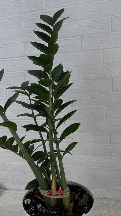 Продам цветок Замиокулькас, 1м